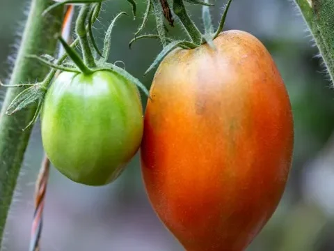A green tomato and a ripe tomato growing next to a plastic tomato ring.